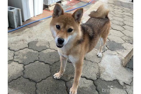 千里ちゃん1枚目
