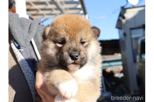 成約済の埼玉県の柴犬-355287の3枚目