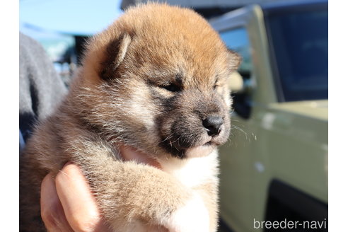 成約済の埼玉県の柴犬-355287の2枚目