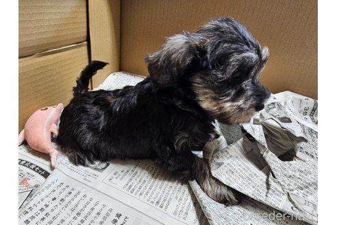 成約済の愛知県のミニチュアシュナウザー-355300の3枚目