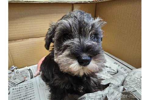 成約済の愛知県のミニチュアシュナウザー-355300の5枚目