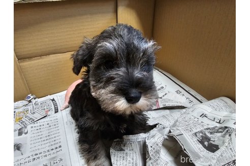 成約済の愛知県のミニチュアシュナウザー-355300の4枚目