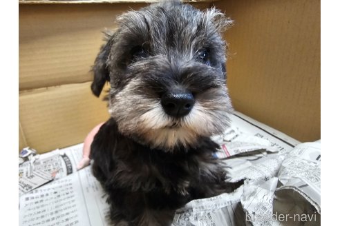 成約済の愛知県のミニチュアシュナウザー-355300の6枚目