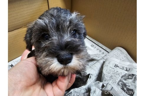 成約済の愛知県のミニチュアシュナウザー-355300の2枚目