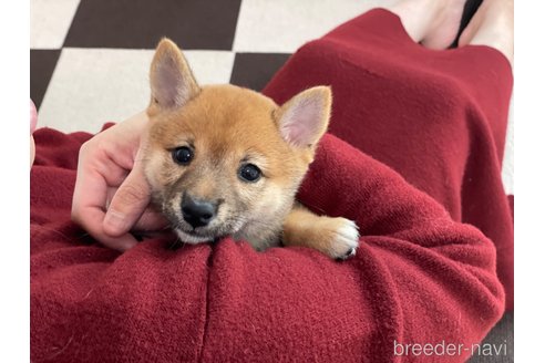 成約済の香川県の豆柴-355302の5枚目