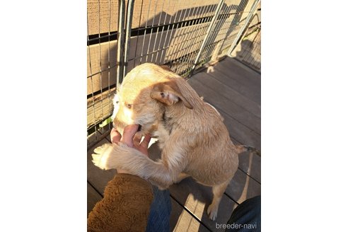 成約済の千葉県のミックス犬-355342の9枚目