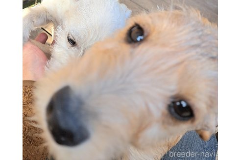 成約済の千葉県のミックス犬-355342の8枚目