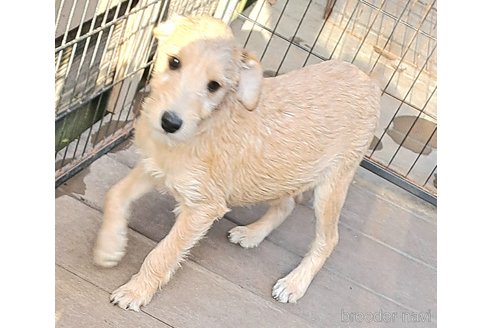 成約済の千葉県のミックス犬-355342の4枚目