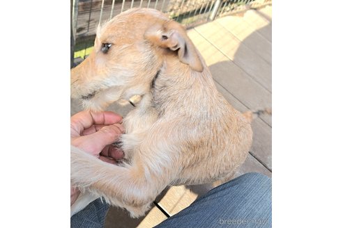成約済の千葉県のミックス犬-355342の5枚目