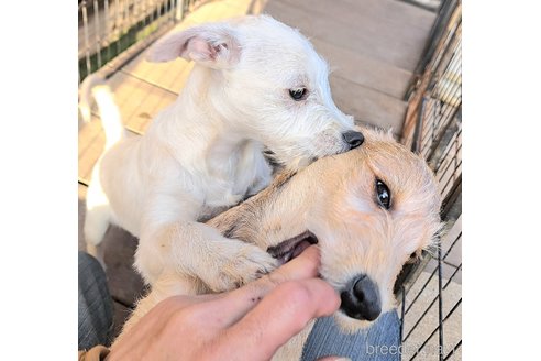 成約済の千葉県のミックス犬-355342の6枚目