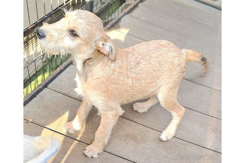 成約済の千葉県のミックス犬-355342の7枚目