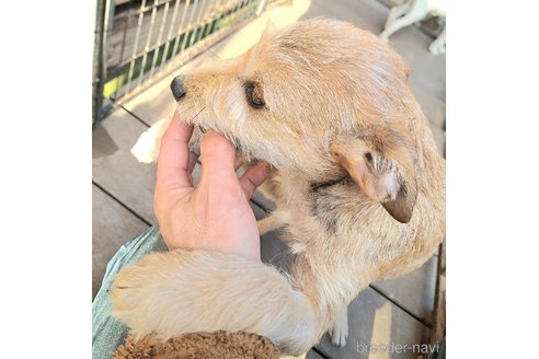 成約済の千葉県のミックス犬-355342の2枚目