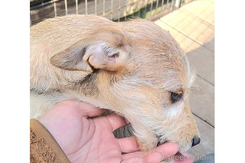 成約済の千葉県のミックス犬-355342の3枚目