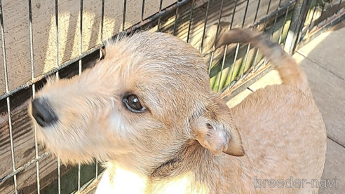 成約済の千葉県のミックス犬-355342の1枚目