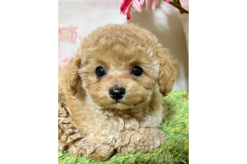 成約済の岡山県のティーカッププードル-355354の6枚目