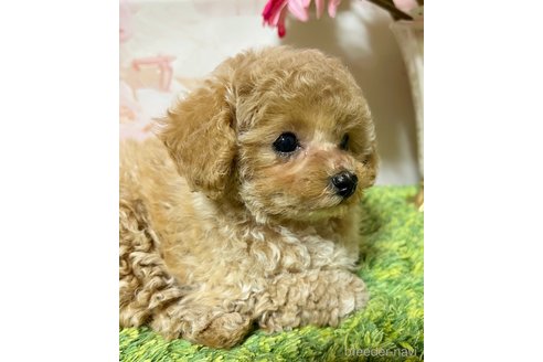 成約済の岡山県のティーカッププードル-355354の9枚目