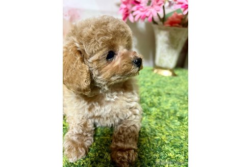 成約済の岡山県のティーカッププードル-355354の10枚目