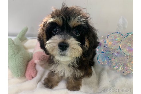 成約済の東京都のキャバプー:キャバリア×トイプードル-339145の2枚目