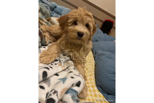 成約済の茨城県のミックス犬-339632の1枚目