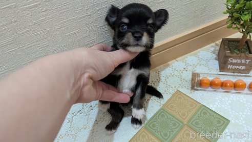 成約済の広島県のチワプー:チワワ×トイプードル-354093の26枚目