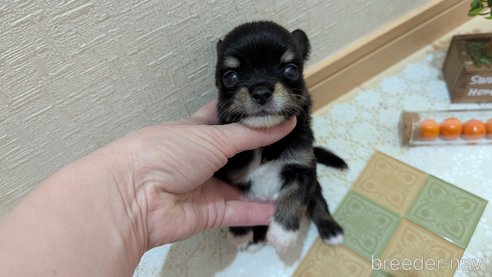 成約済の広島県のチワプー:チワワ×トイプードル-354093の28枚目