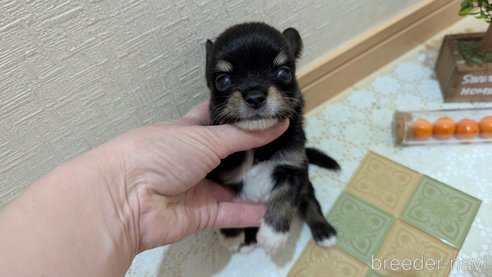 成約済の広島県のチワプー:チワワ×トイプードル-354093の24枚目