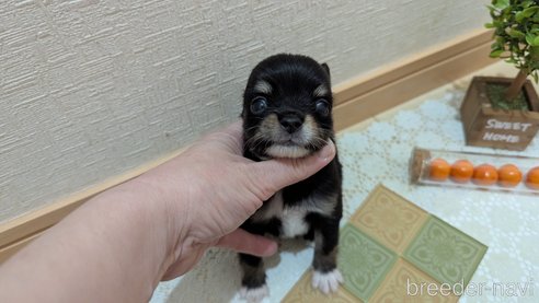 成約済の広島県のチワプー:チワワ×トイプードル-354093の23枚目