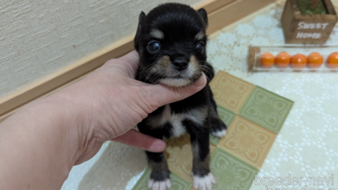 成約済の広島県のチワプー:チワワ×トイプードル-354093の21枚目