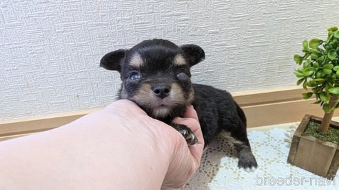 成約済の広島県のチワプー:チワワ×トイプードル-354102の12枚目