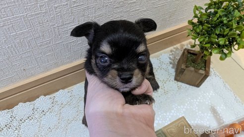 成約済の広島県のチワプー:チワワ×トイプードル-354102の11枚目