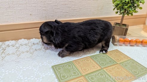 成約済の広島県のチワプー:チワワ×トイプードル-354102の7枚目