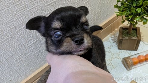 成約済の広島県のチワプー:チワワ×トイプードル-354102