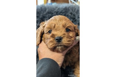 成約済の愛知県のコッカプー:アメリカンコッカースパニエル×トイプードル-349445の2枚目