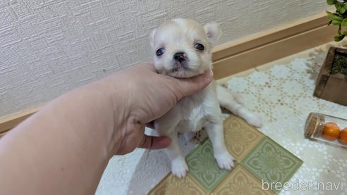 成約済の広島県のチワプー:チワワ×トイプードル-354088の12枚目