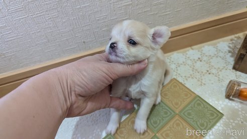 成約済の広島県のチワプー:チワワ×トイプードル-354088の11枚目
