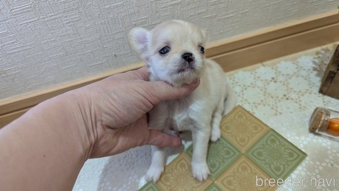 成約済の広島県のチワプー:チワワ×トイプードル-354088の8枚目