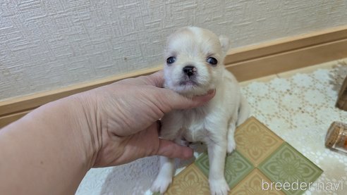 成約済の広島県のチワプー:チワワ×トイプードル-354088の10枚目