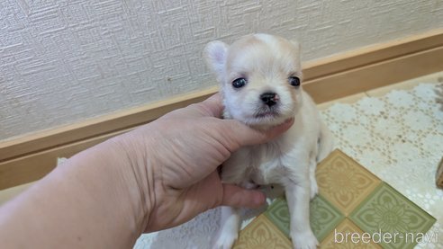 成約済の広島県のチワプー:チワワ×トイプードル-354088の9枚目