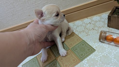 成約済の広島県のチワプー:チワワ×トイプードル-354088の6枚目