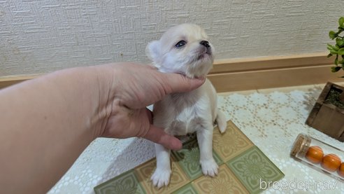 成約済の広島県のチワプー:チワワ×トイプードル-354088の5枚目