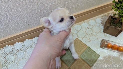 成約済の広島県のチワプー:チワワ×トイプードル-354088の4枚目
