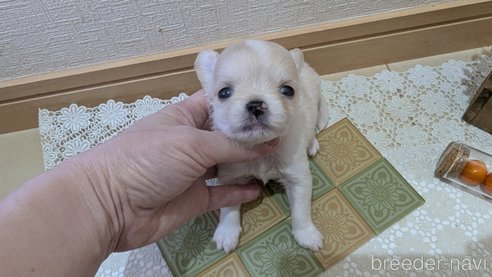 成約済の広島県のチワプー:チワワ×トイプードル-354088の3枚目