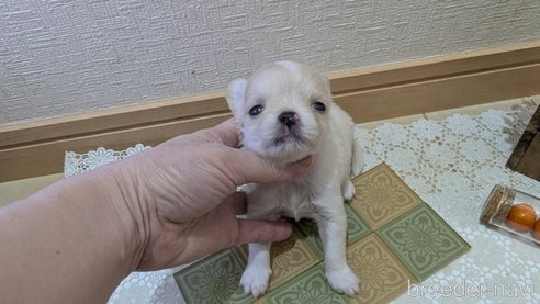 成約済の広島県のチワプー:チワワ×トイプードル-354088の2枚目