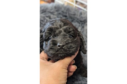 子犬