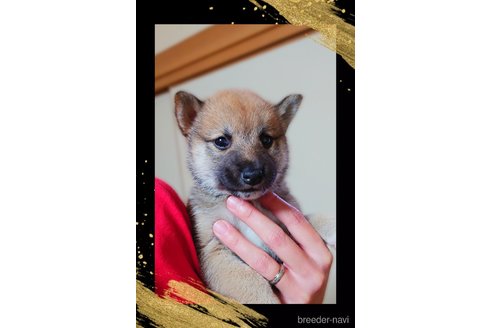 成約済の栃木県の柴犬-353915の6枚目