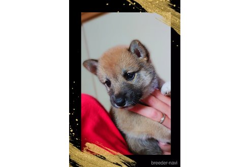 成約済の栃木県の柴犬-353915の5枚目