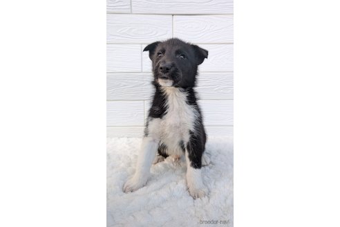 成約済の宮崎県のミックス犬-350589の2枚目