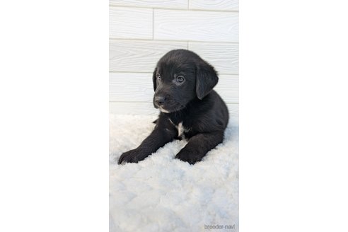 成約済の宮崎県のミックス犬-350588の2枚目