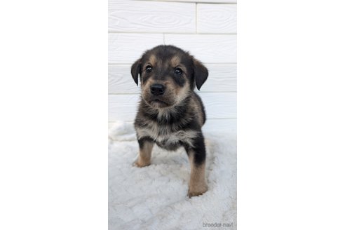 成約済の宮崎県のミックス犬-350592の2枚目