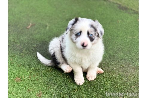 成約済の愛知県のボーダーコリー-347913の3枚目